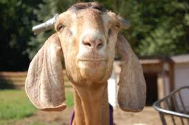 She Goat Manufacturer Supplier Wholesale Exporter Importer Buyer Trader Retailer in Kolkata West Bengal India